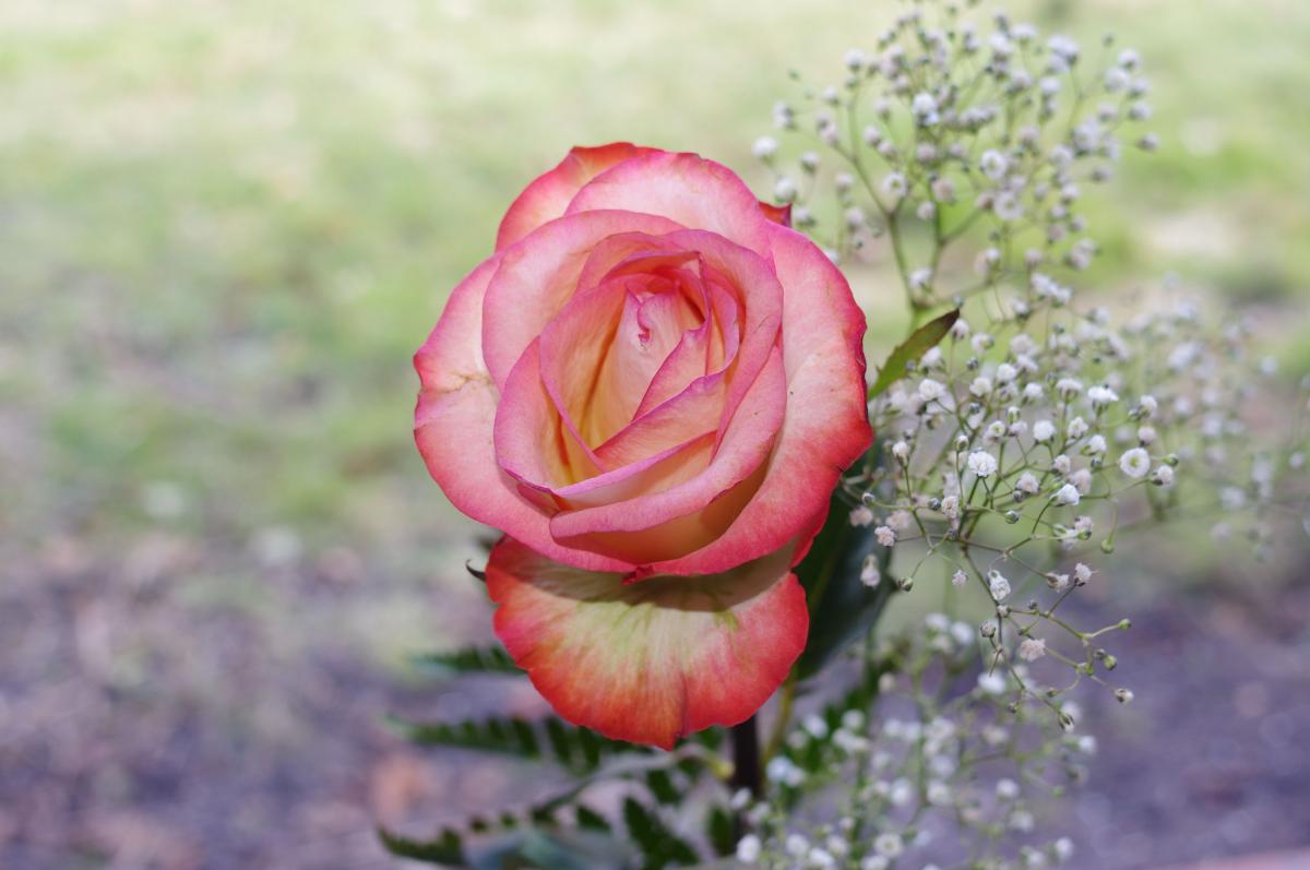 Rosen-Rot