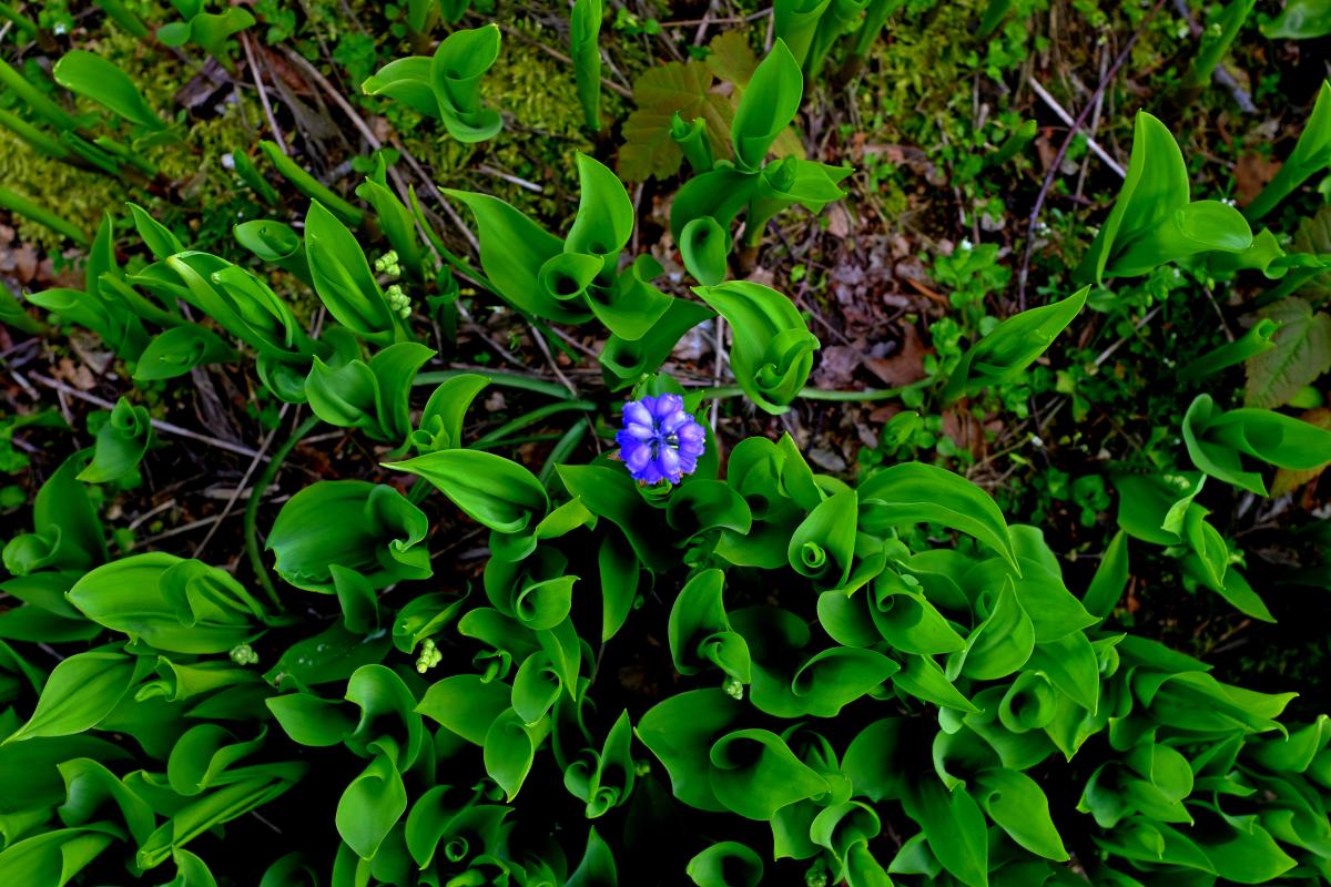 DSCF9984a