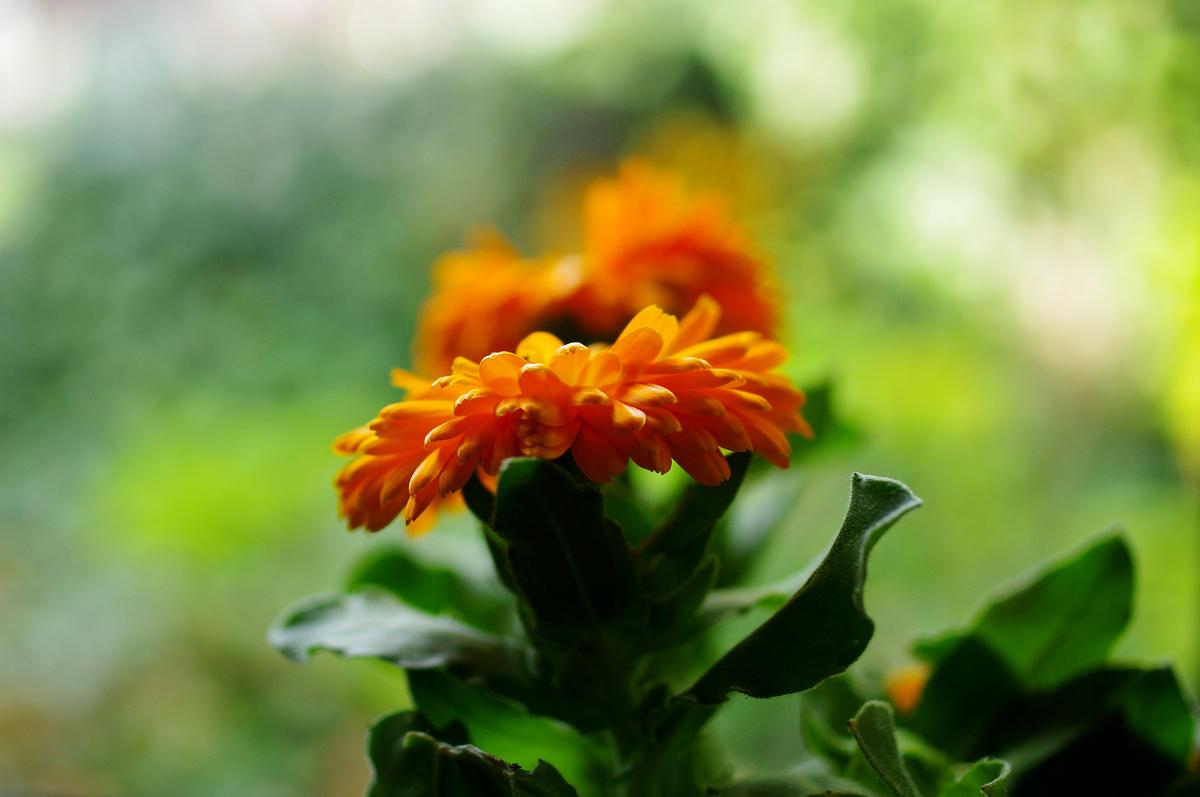 IMGP3941a