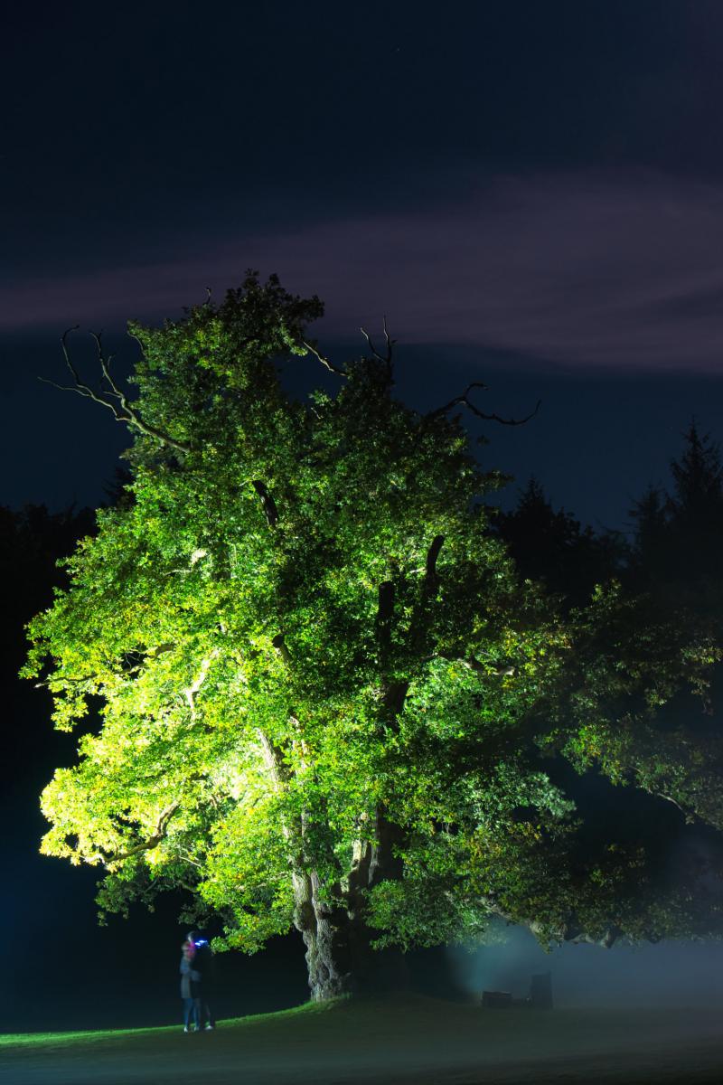 Illuminata Baum im Mondschein Schlosspark Lütetsburg, 9. Oktober 2022