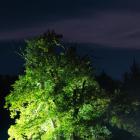 Illuminata Baum im Mondschein Schlosspark Lütetsburg, 9. Oktober 2022