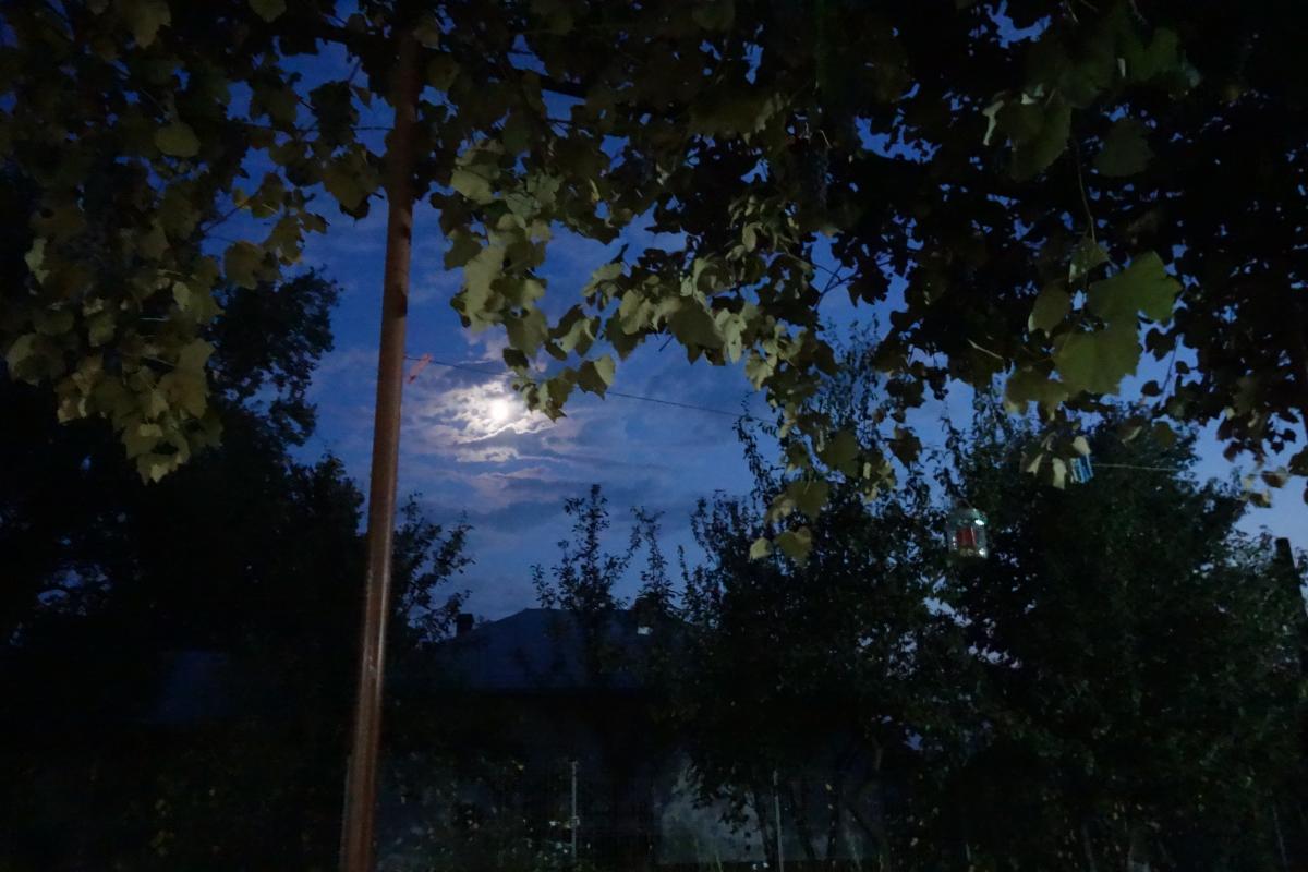 Mond und Weinreben