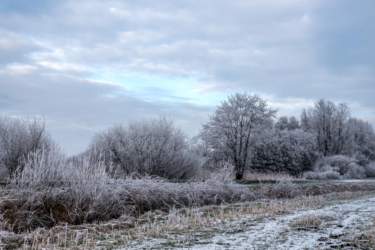 Winter im Hammrich von Riepe
