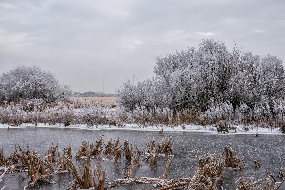  Biotop, Riepsterhammrich