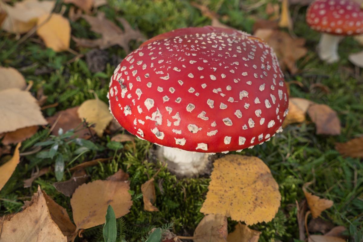 Fliegenpilz 3