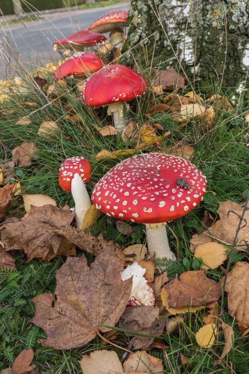 Fliegenpilze 2