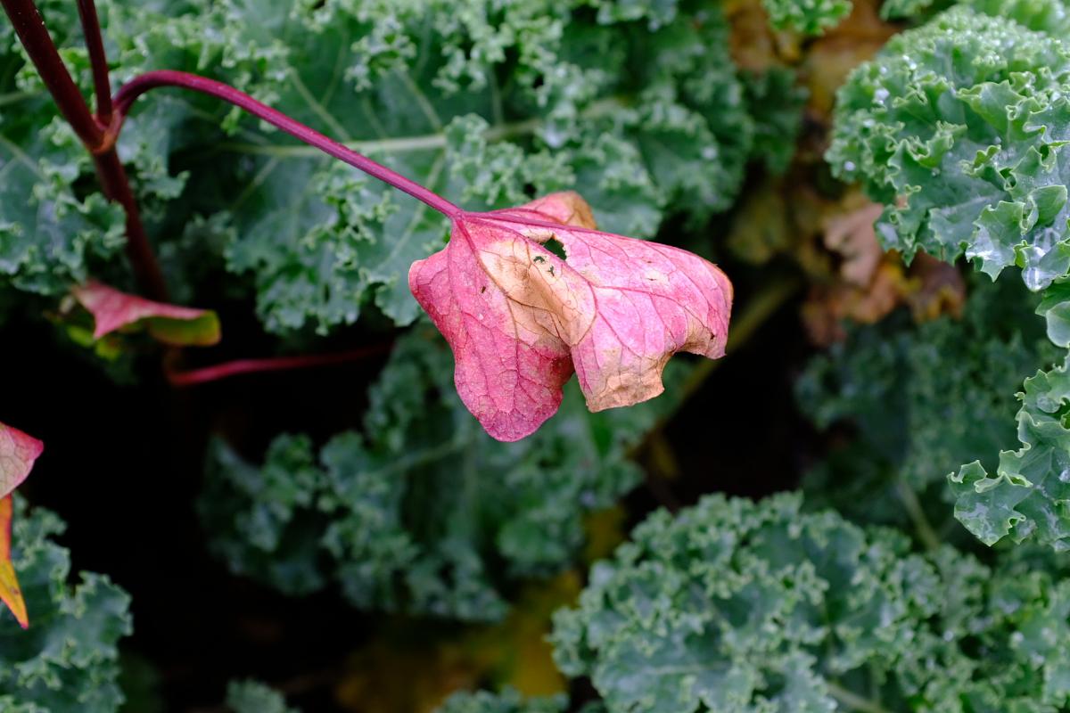 Der Sommer gefällt mir besser.