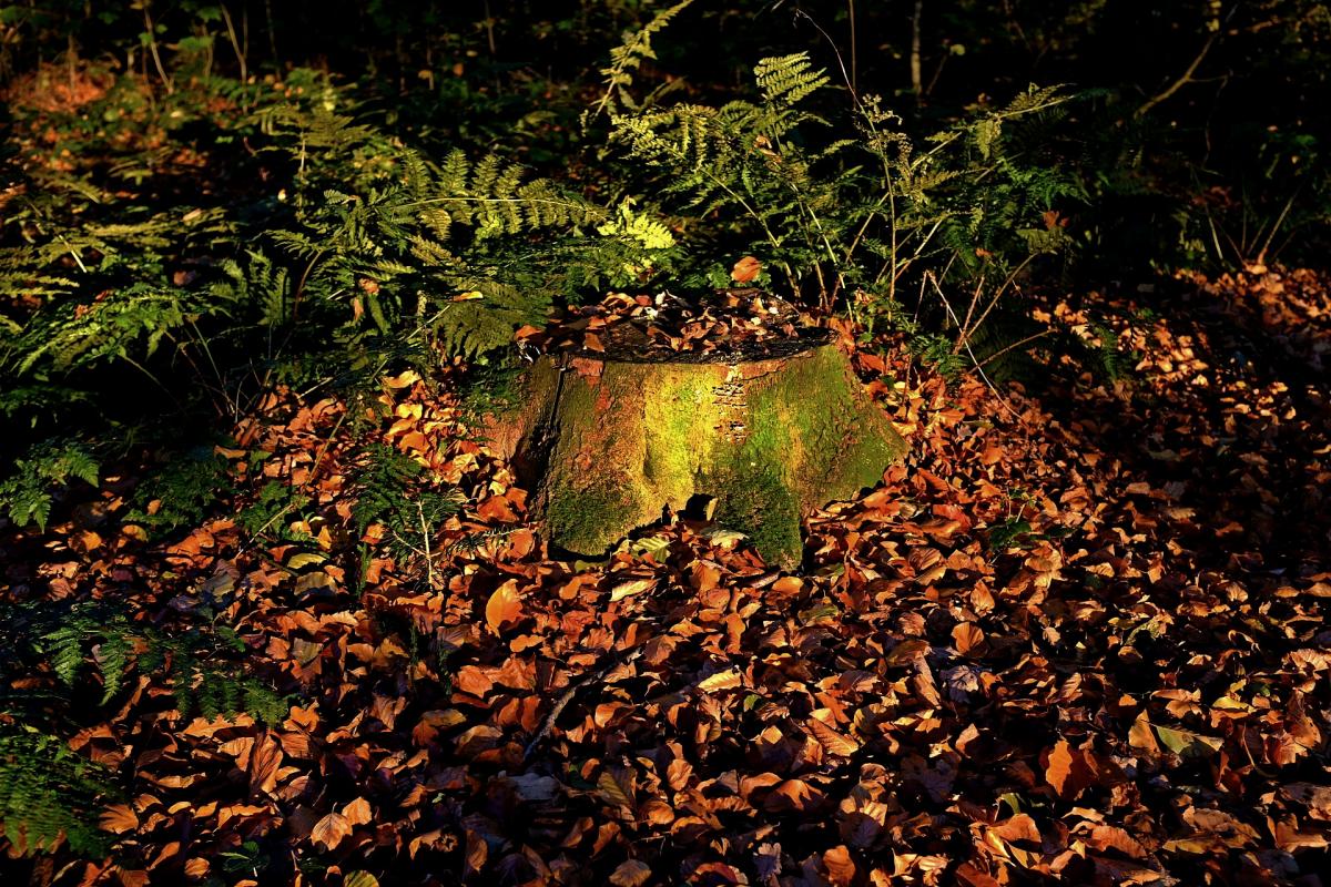 Die letzten Sonnenstrahlen