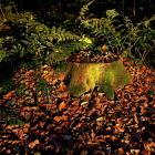 Herbstfarben (Monatsthema Oktober 2019)