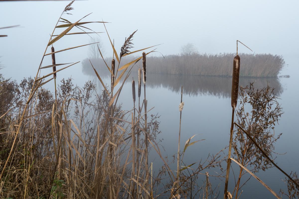 Biotop im Nebel 2