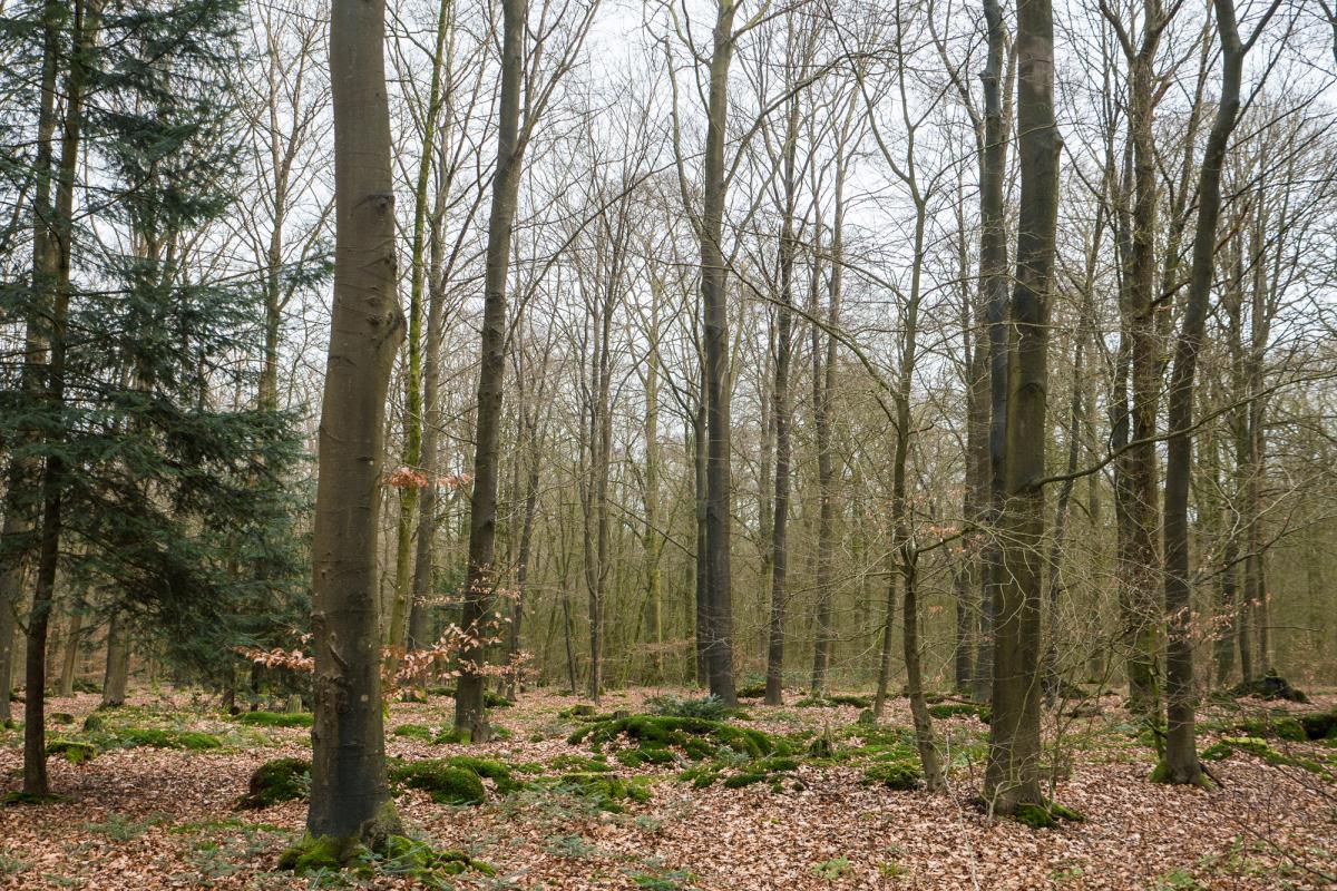 Ihlower Wald