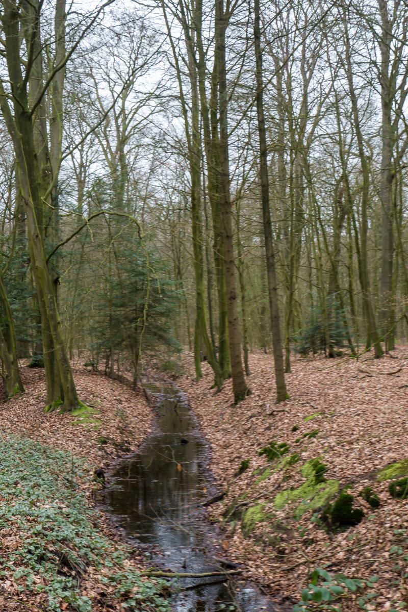 Ihlower Wald