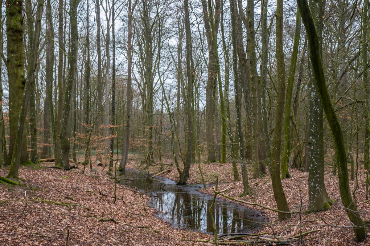 Ihlower Wald