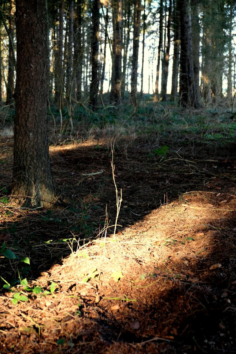 DSCF0540a