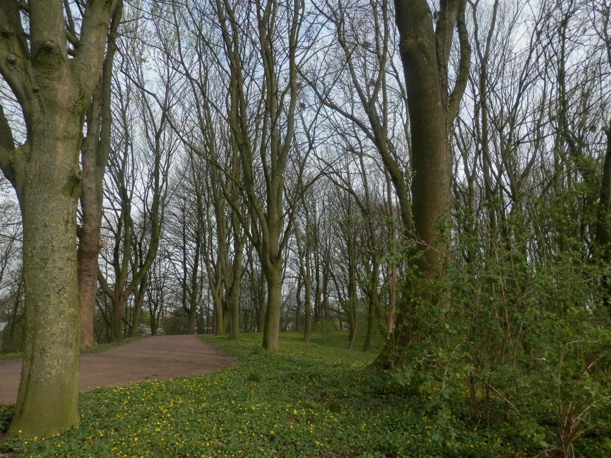 Wald 01