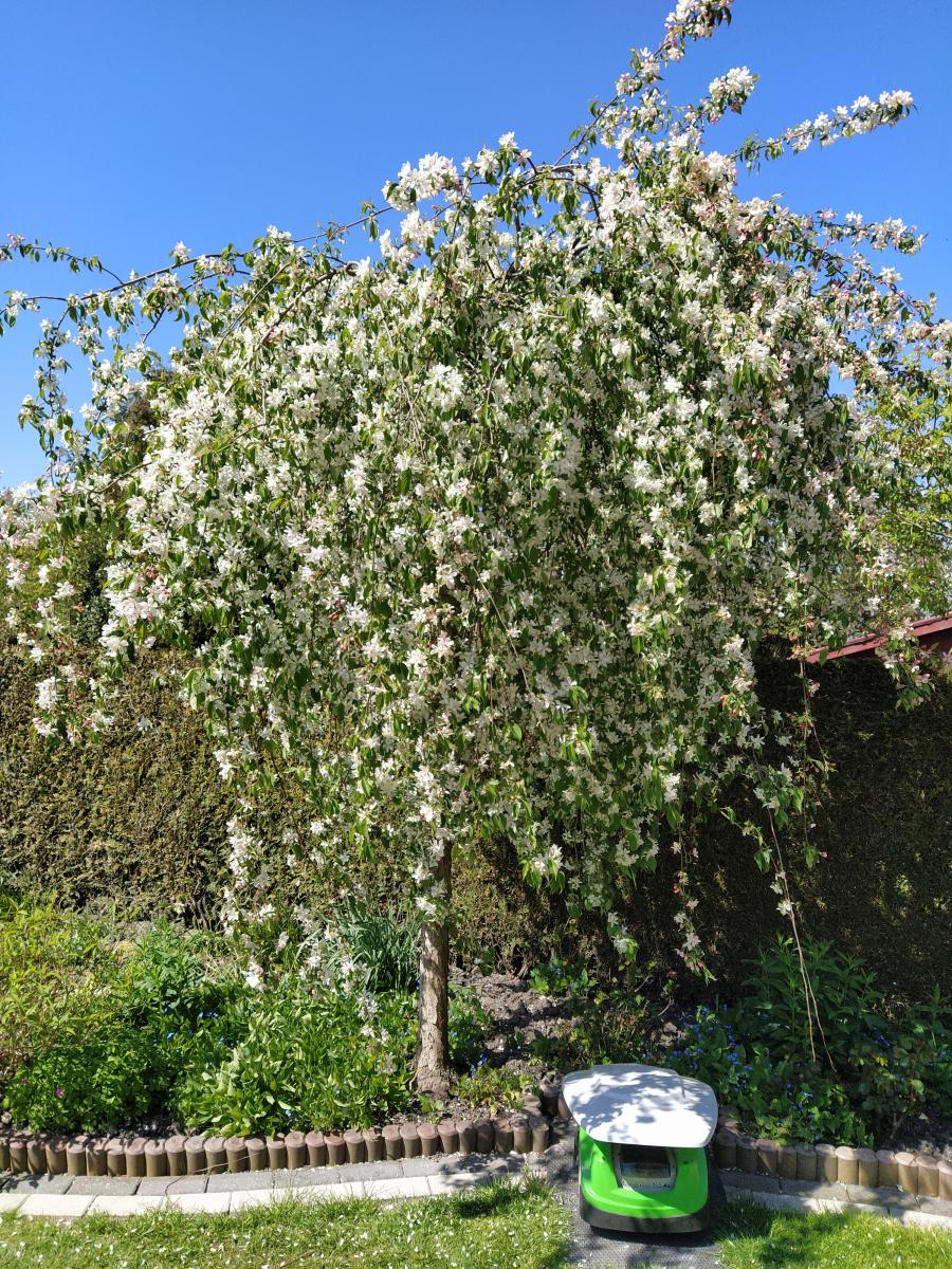 Roboter im Garten erspart Arbeit