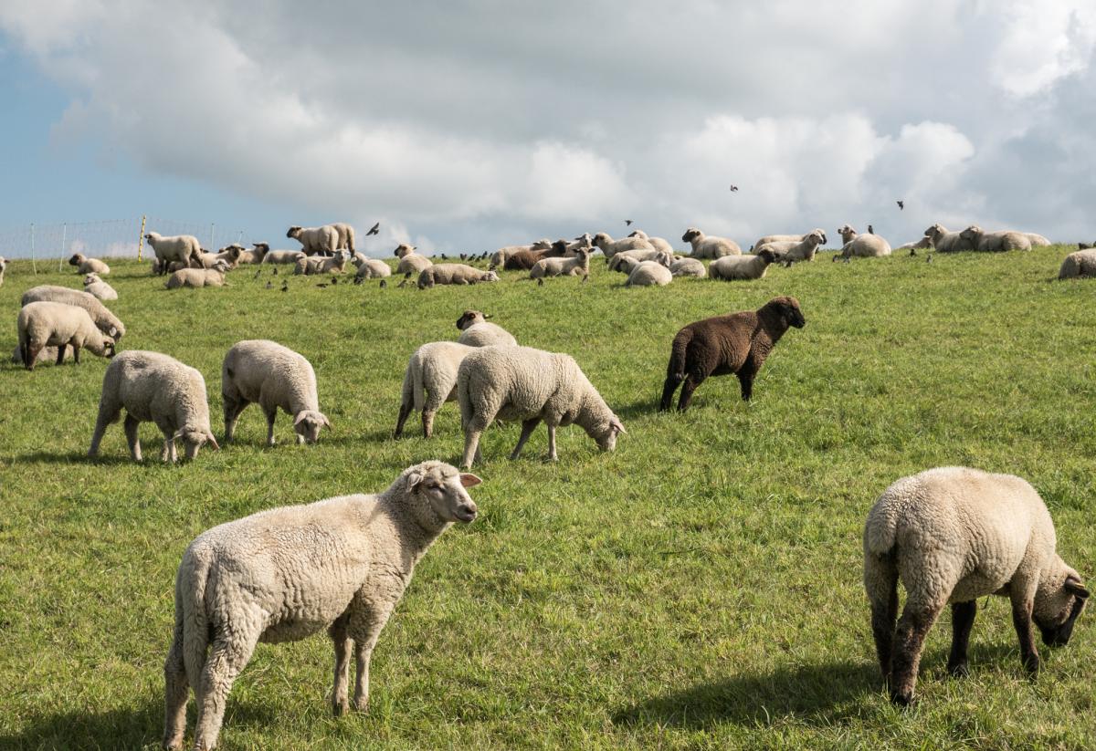 Ein schwarzes Schaf ist immer dabei