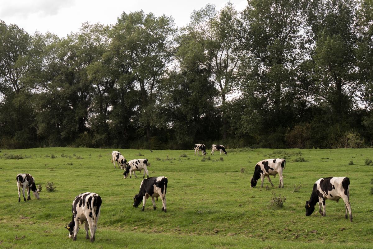 Jungbullen auf der Weide