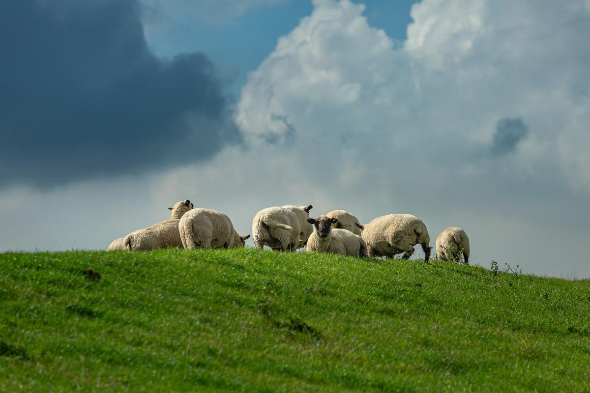 Schafe auf dem Deich_E
