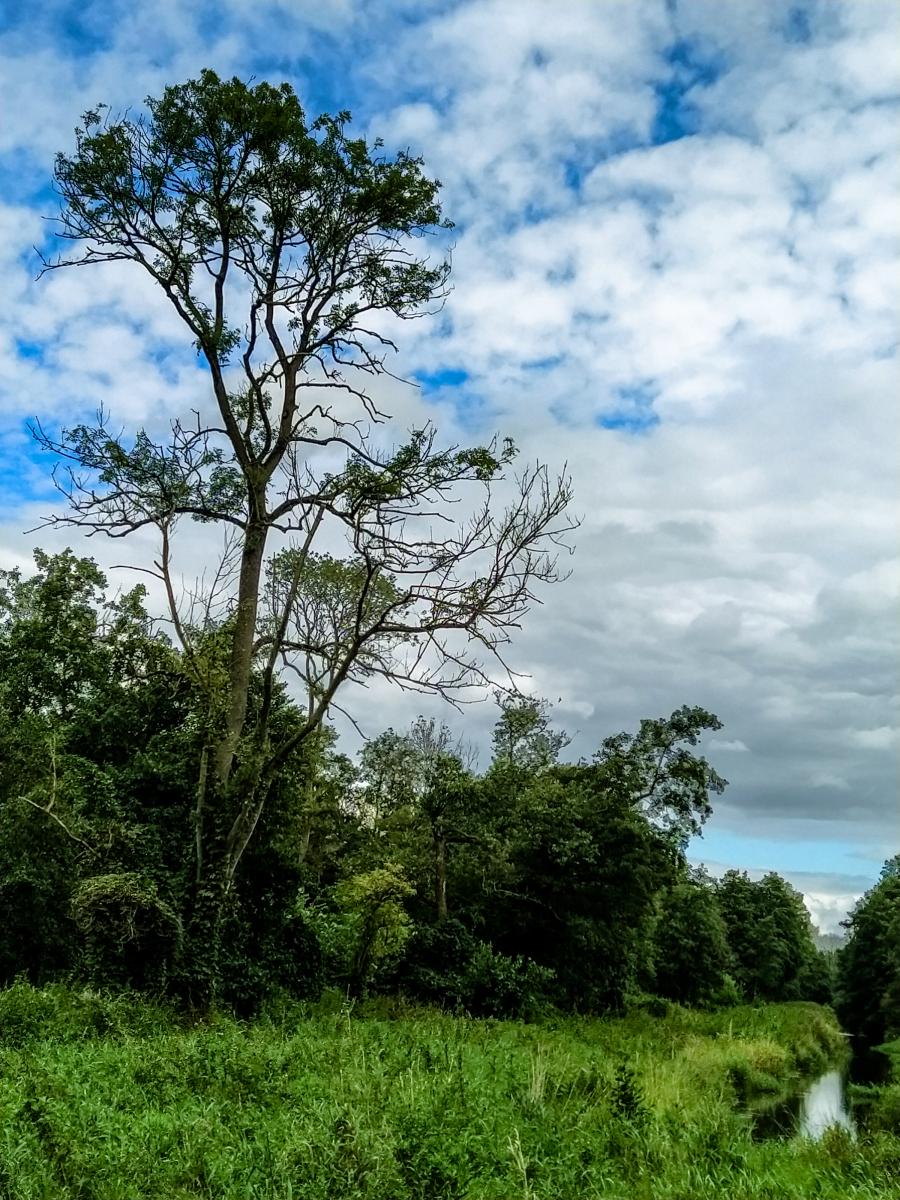 Mein Freund, der Baum, ist krank