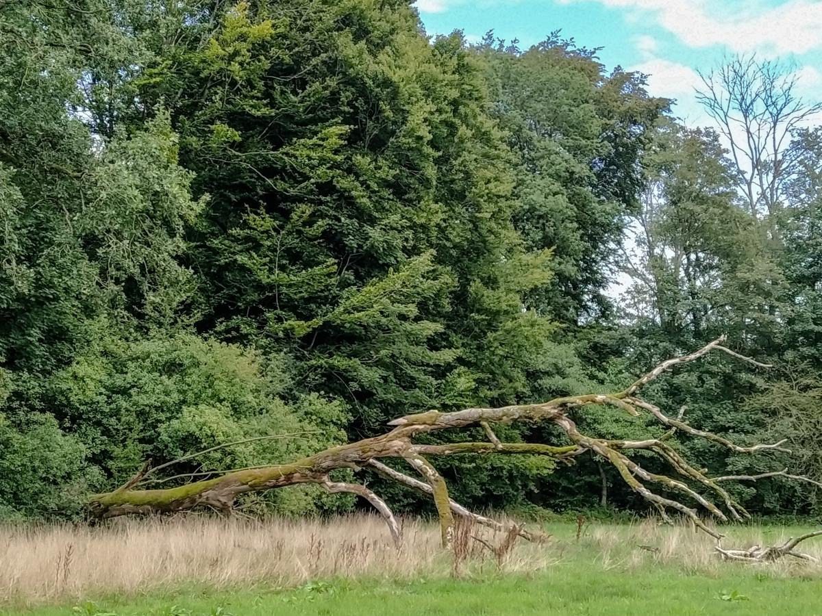 Mein Freund, der Baum, ist tot.