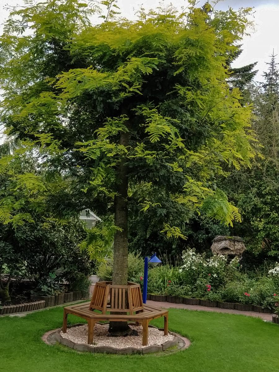 Der Baum, mein Freund, ist gesund.