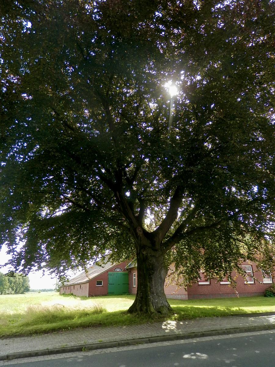 Mein Freund der Baum 01