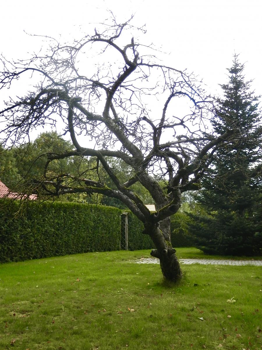 Der Baum 