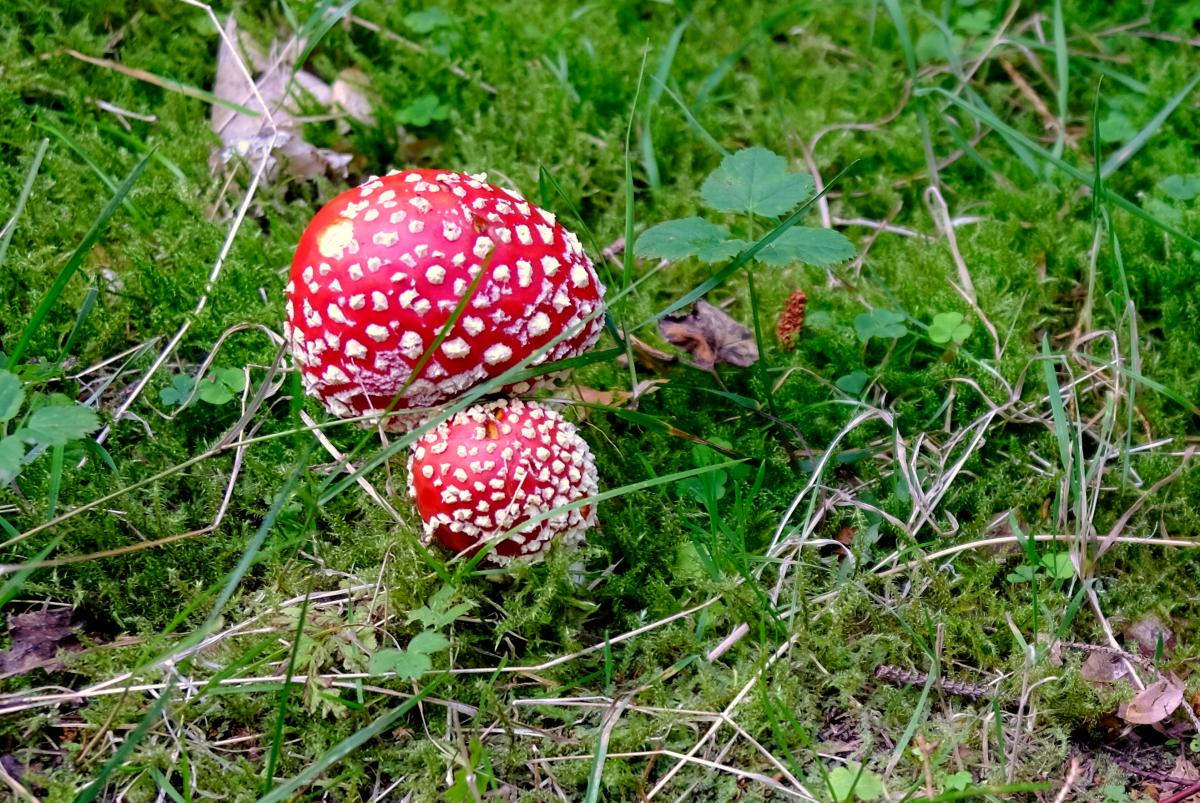 DSCF1745za