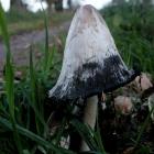 Pilze (Monatsthema Oktober 2020)