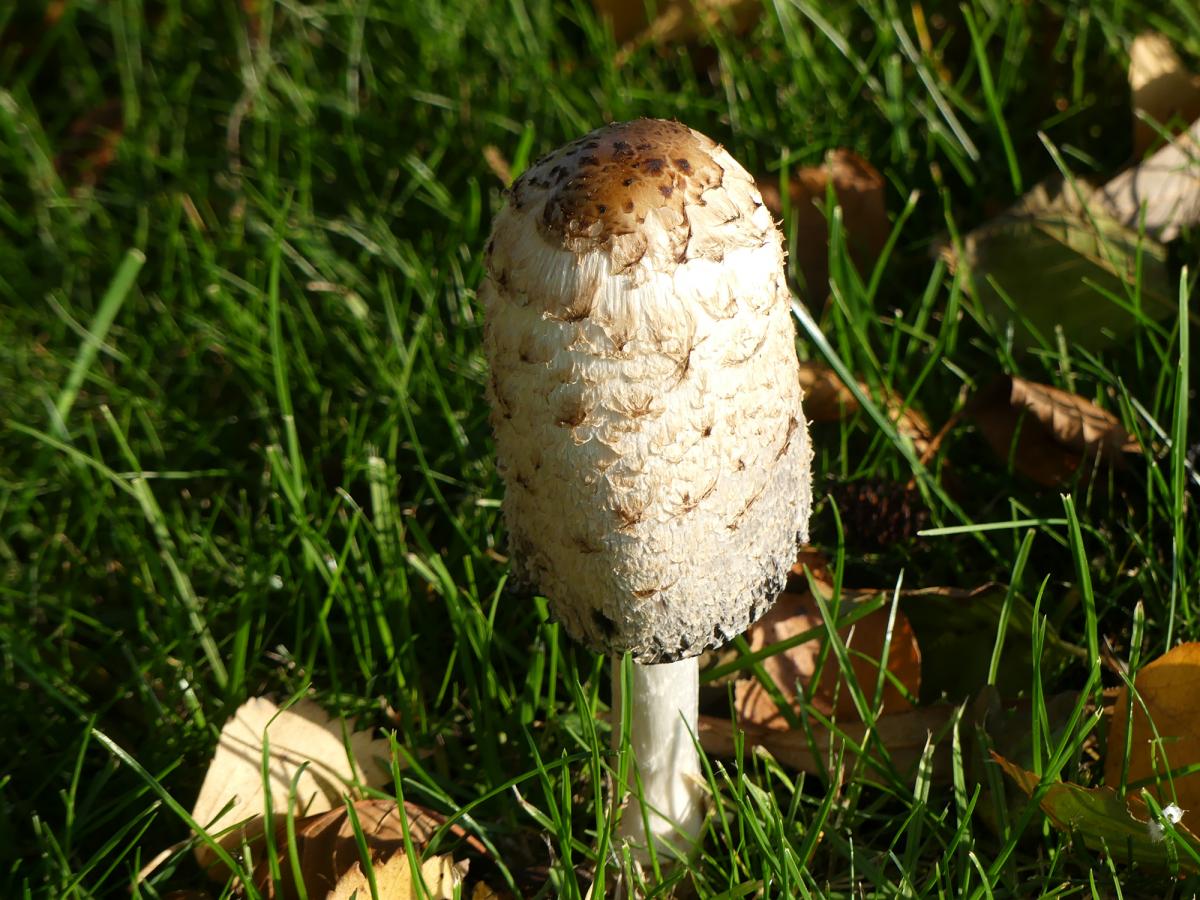 P1000414 Kopie