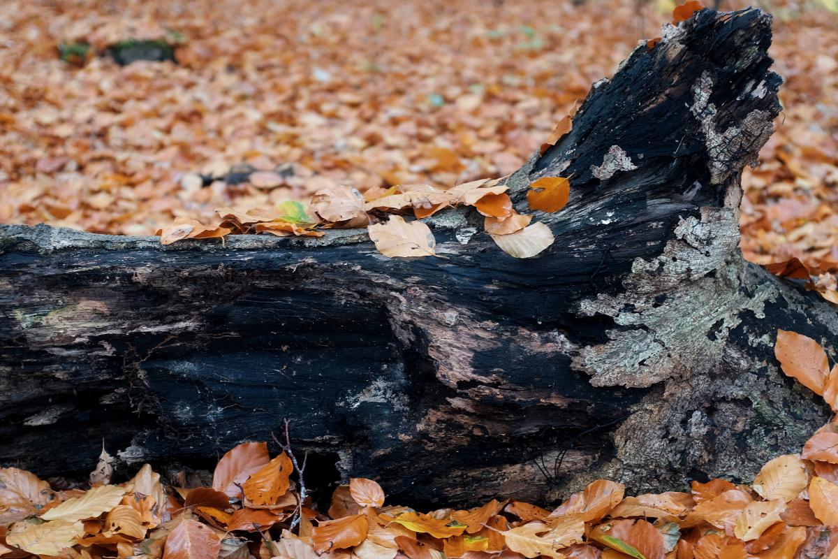 Ich liege hier schon lange