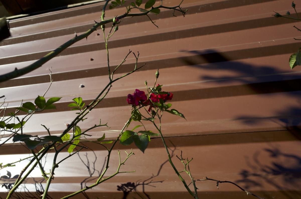 Rose auf dem Weg in den Winterschlaf