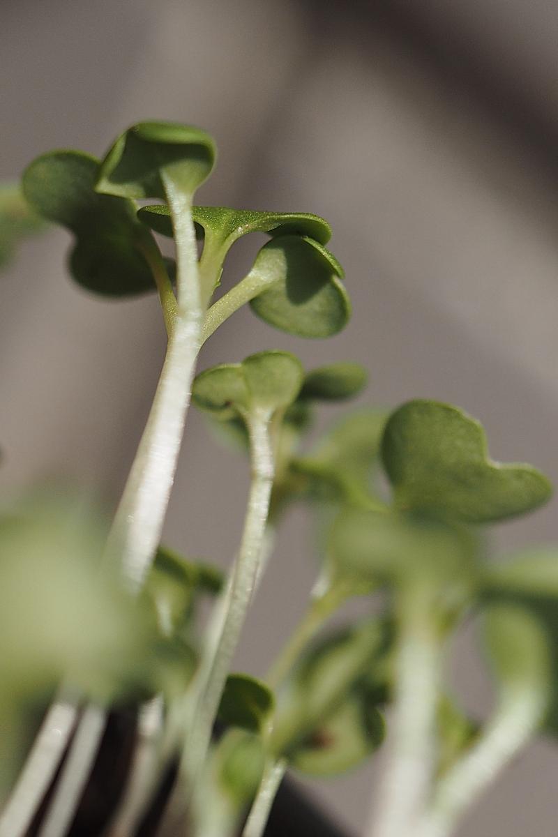 Pak Choi