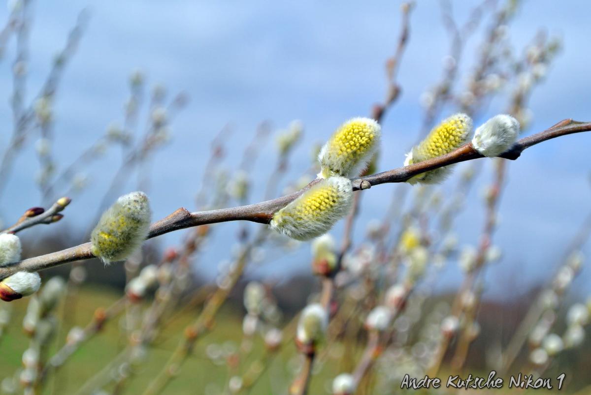 Am Wegesrand