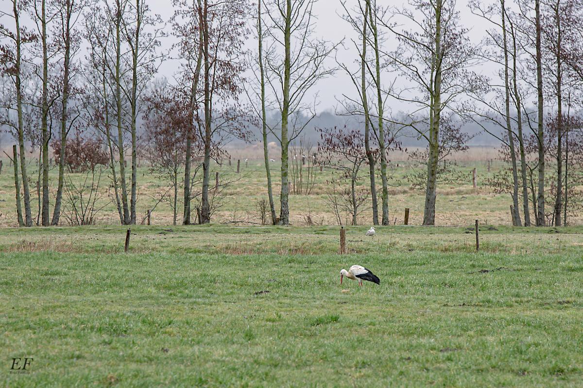 Storch