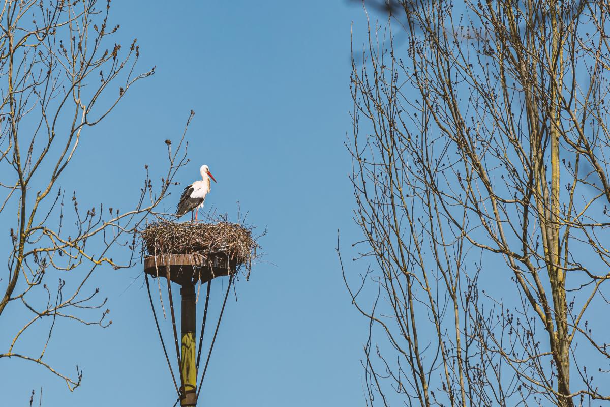 Storch_Nest