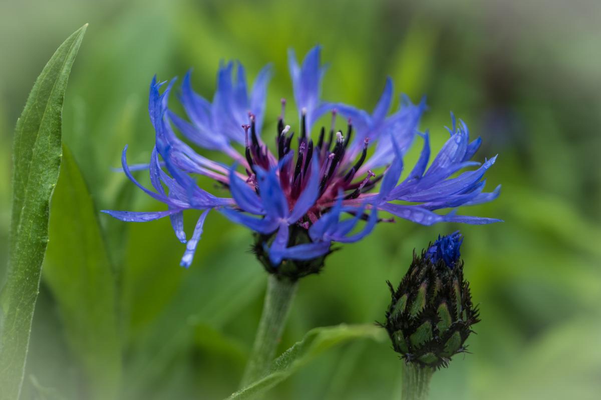Kornblume 1