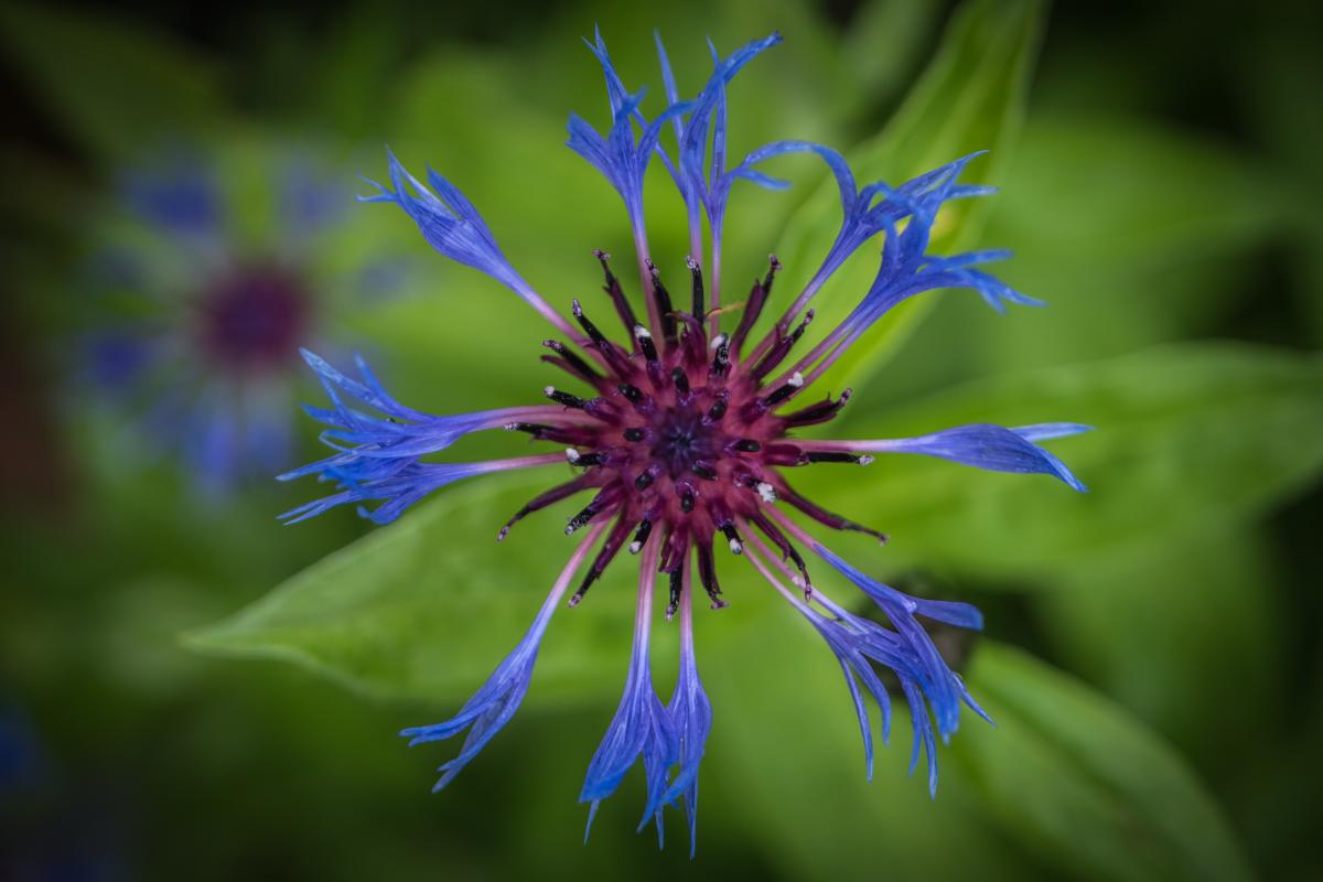 Kornblume 2