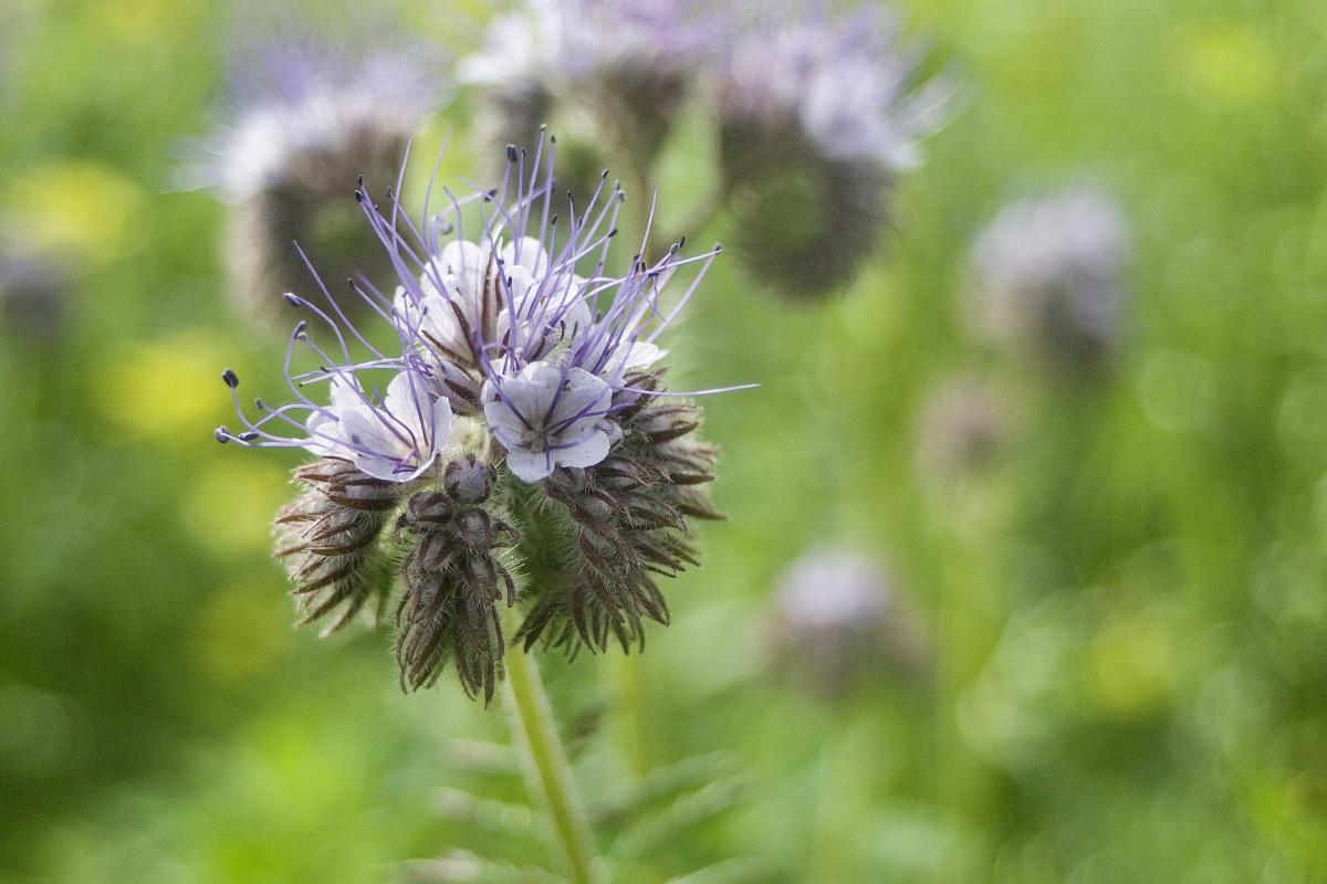 Blume 02