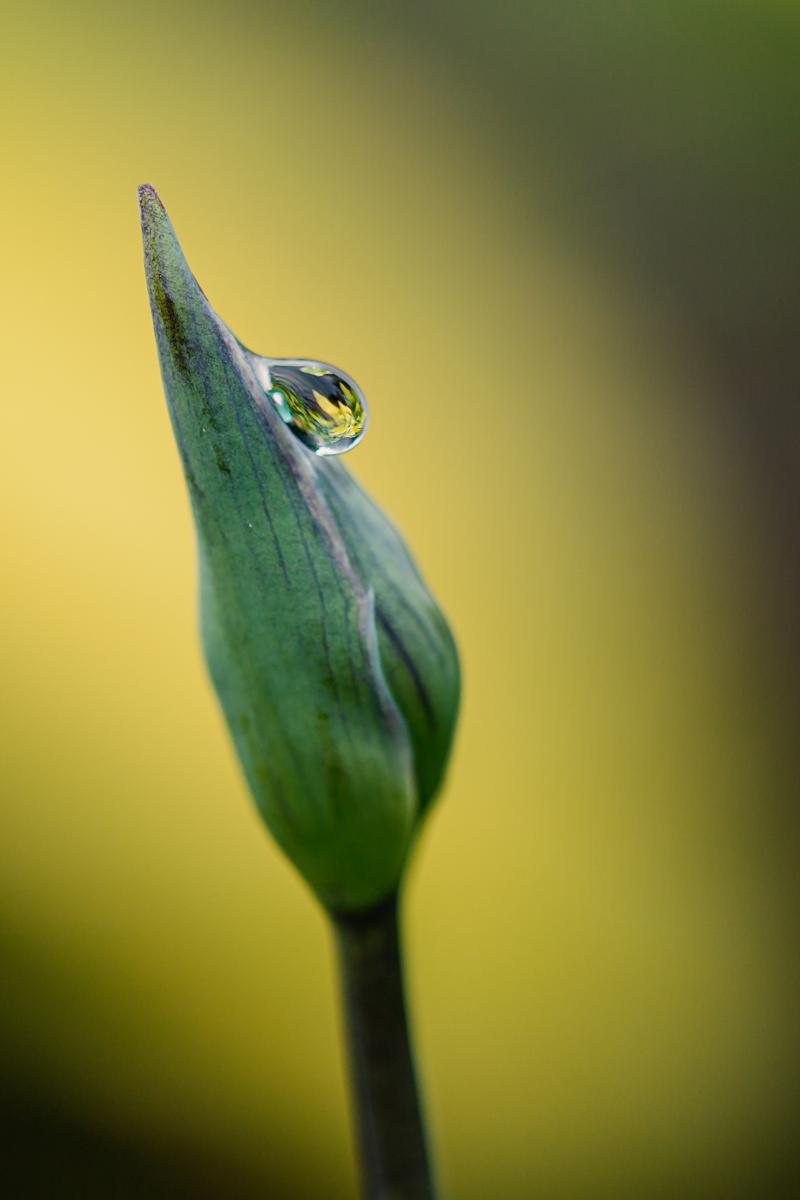 Hosta