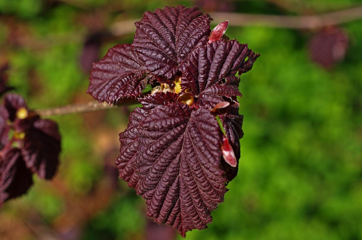 Nußbaum