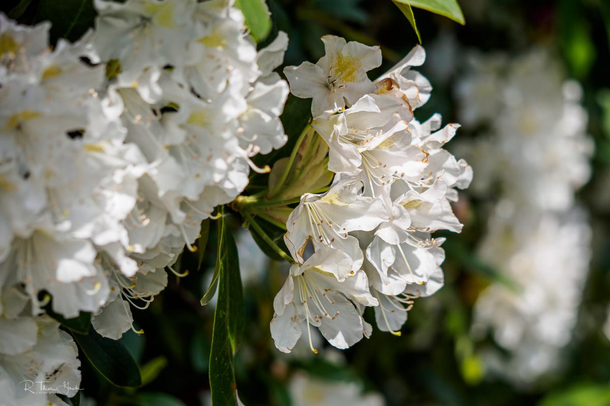 Rhododendron Bokeh