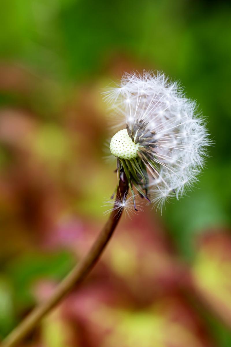 vom Wind verweht