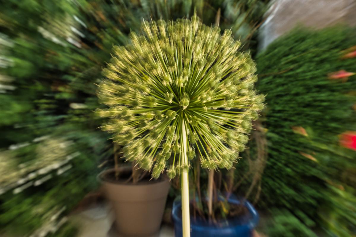 Zierlauch - unscharf