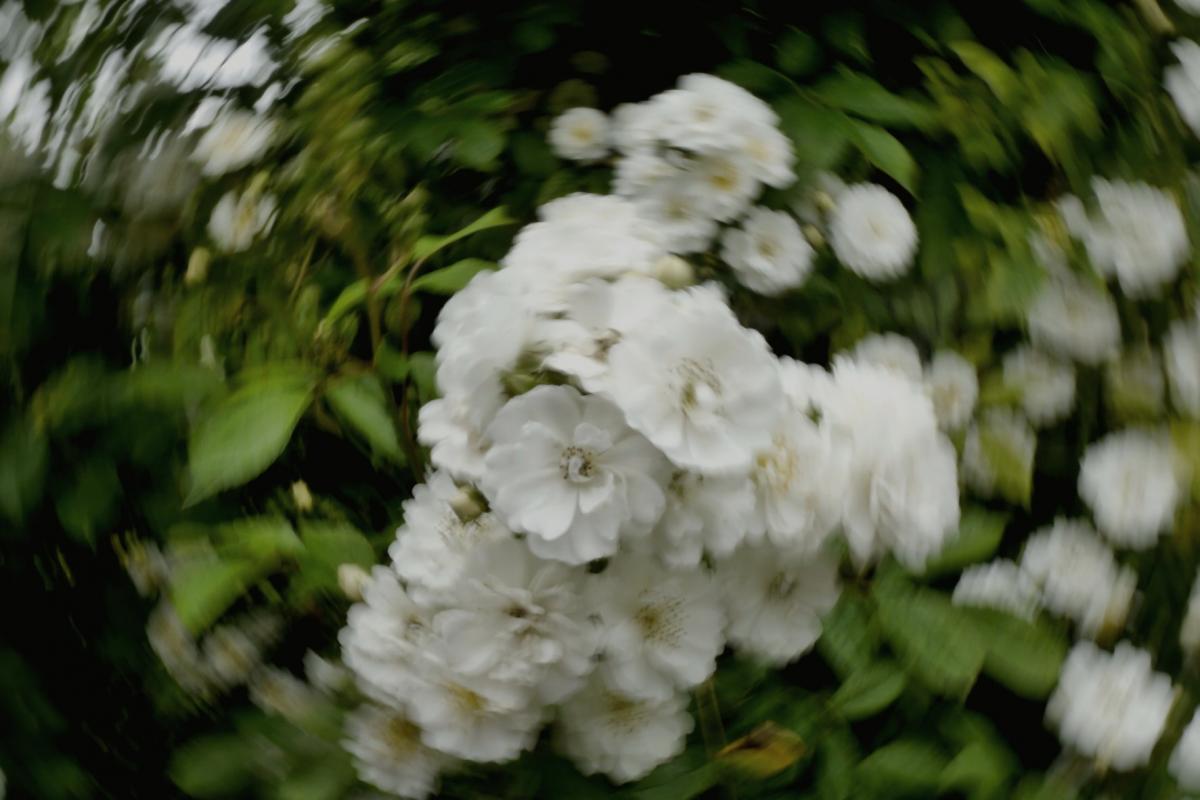 Rosenblüten