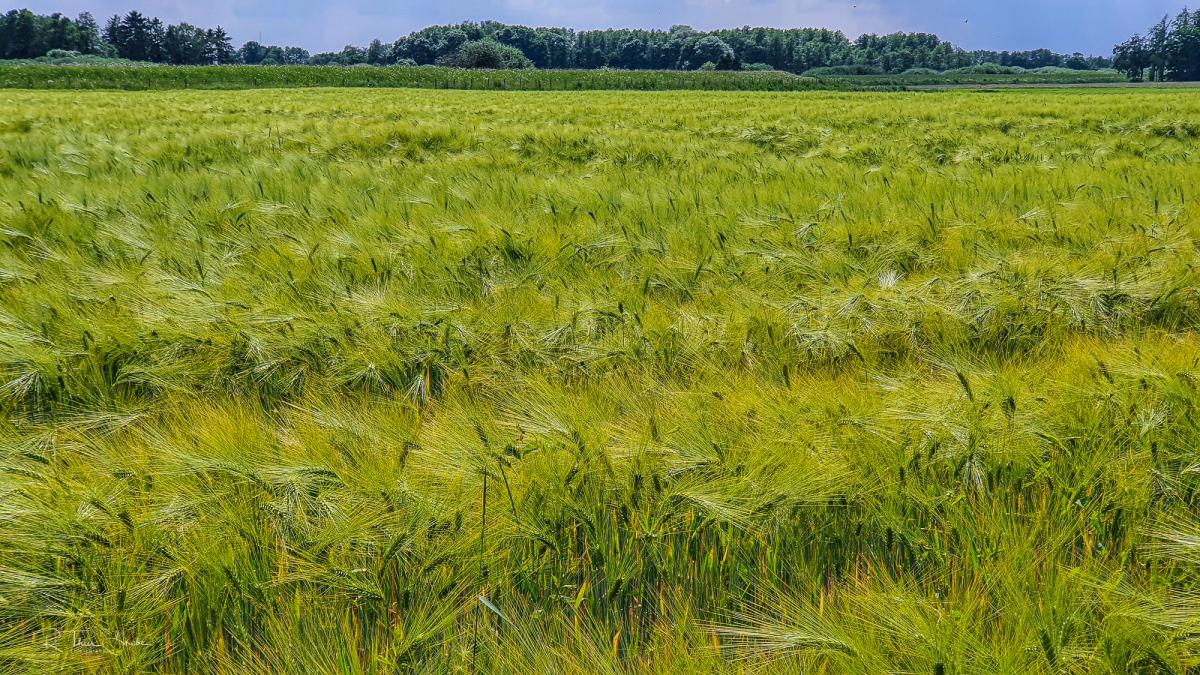 Wogendes Grün