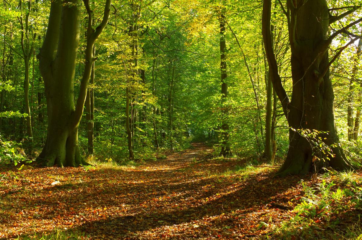 Der Herbst wirft seine Schatten voraus.