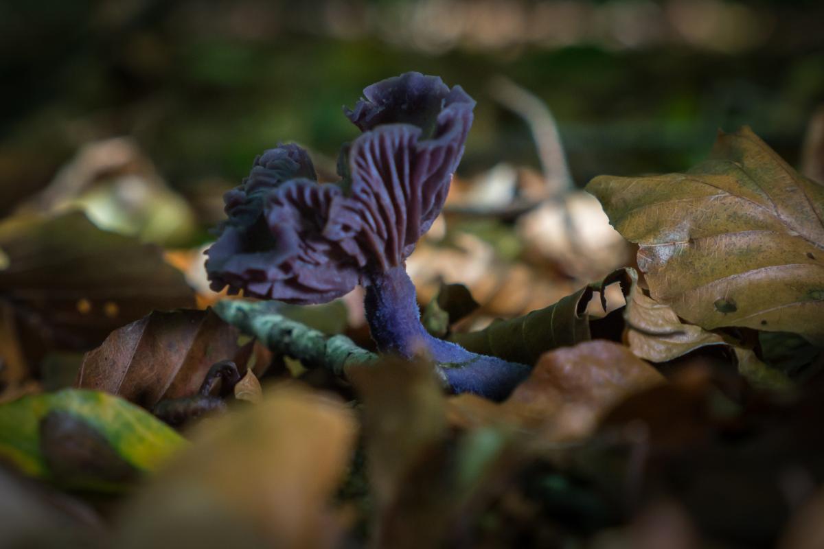 Pilz 2