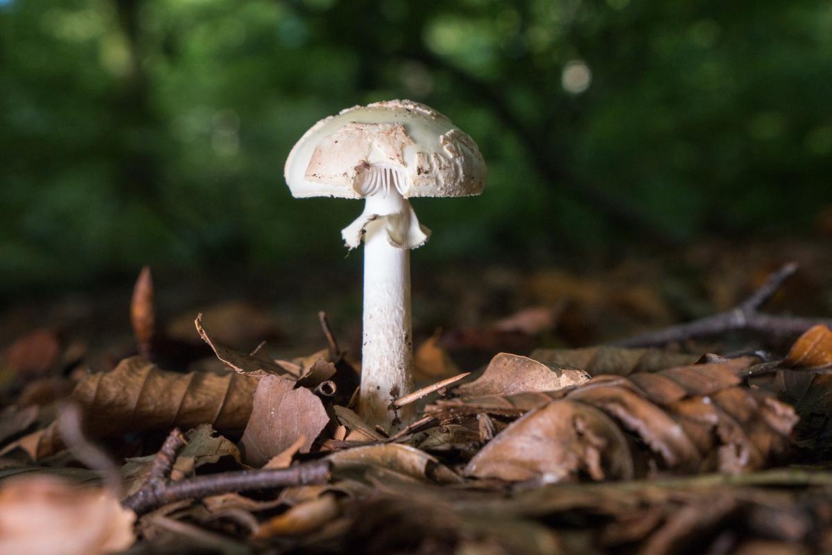 Pilz 5